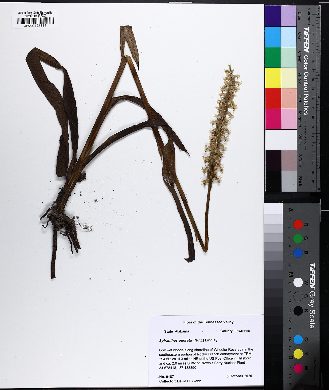 Spiranthes odorata image
