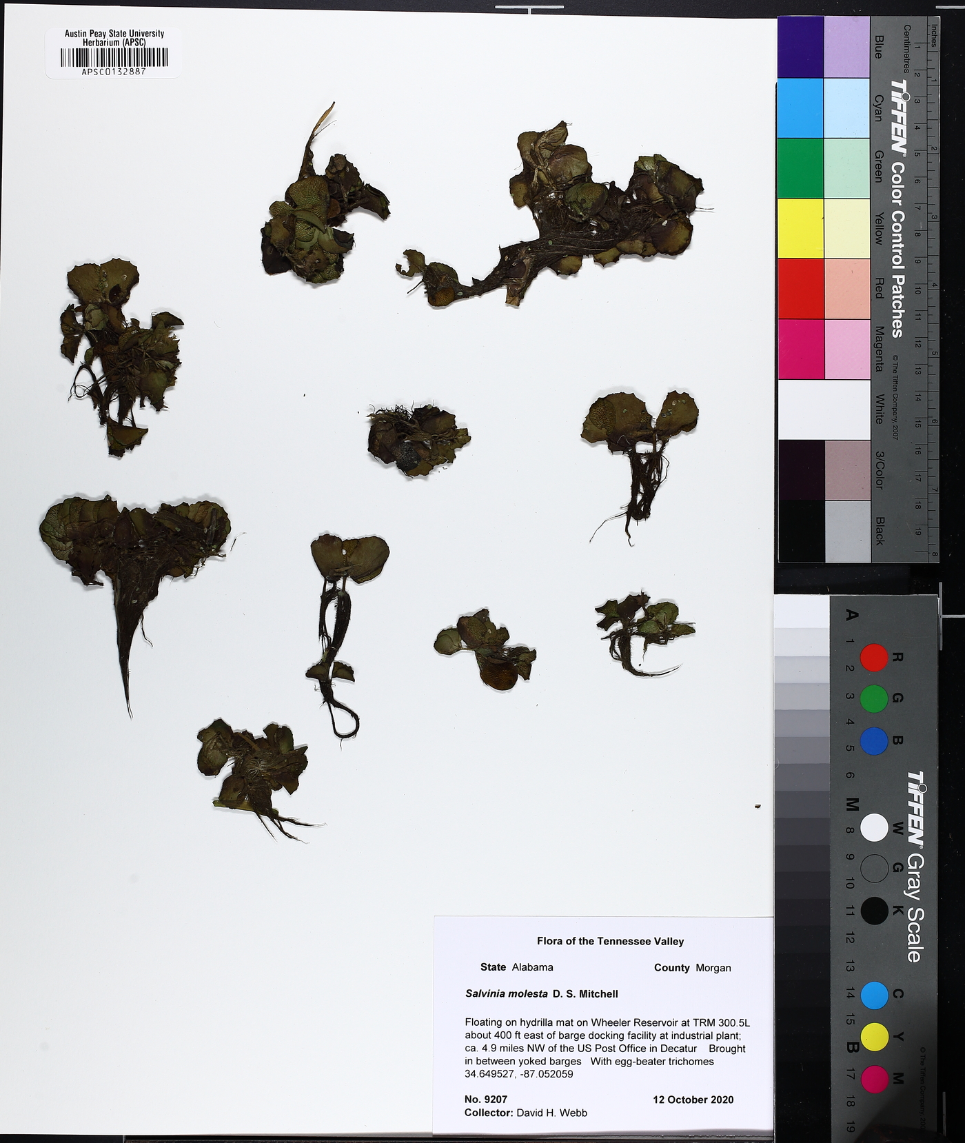 Salvinia molesta image