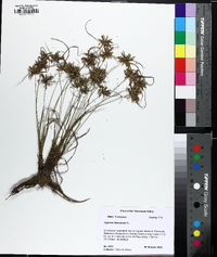 Cyperus flavescens image