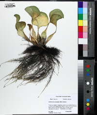 Eichhornia crassipes image