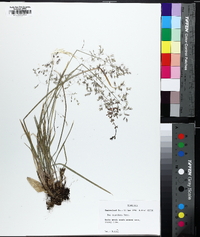 Poa cuspidata image