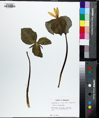 Trillium luteum image