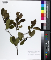 Ilex coriacea image