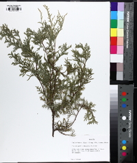 Chamaecyparis thyoides image