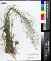 Poa sylvestris image