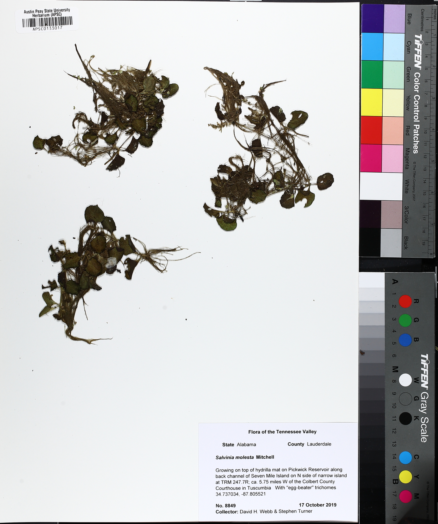 Salvinia molesta image