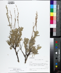 Artemisia bigelovii image