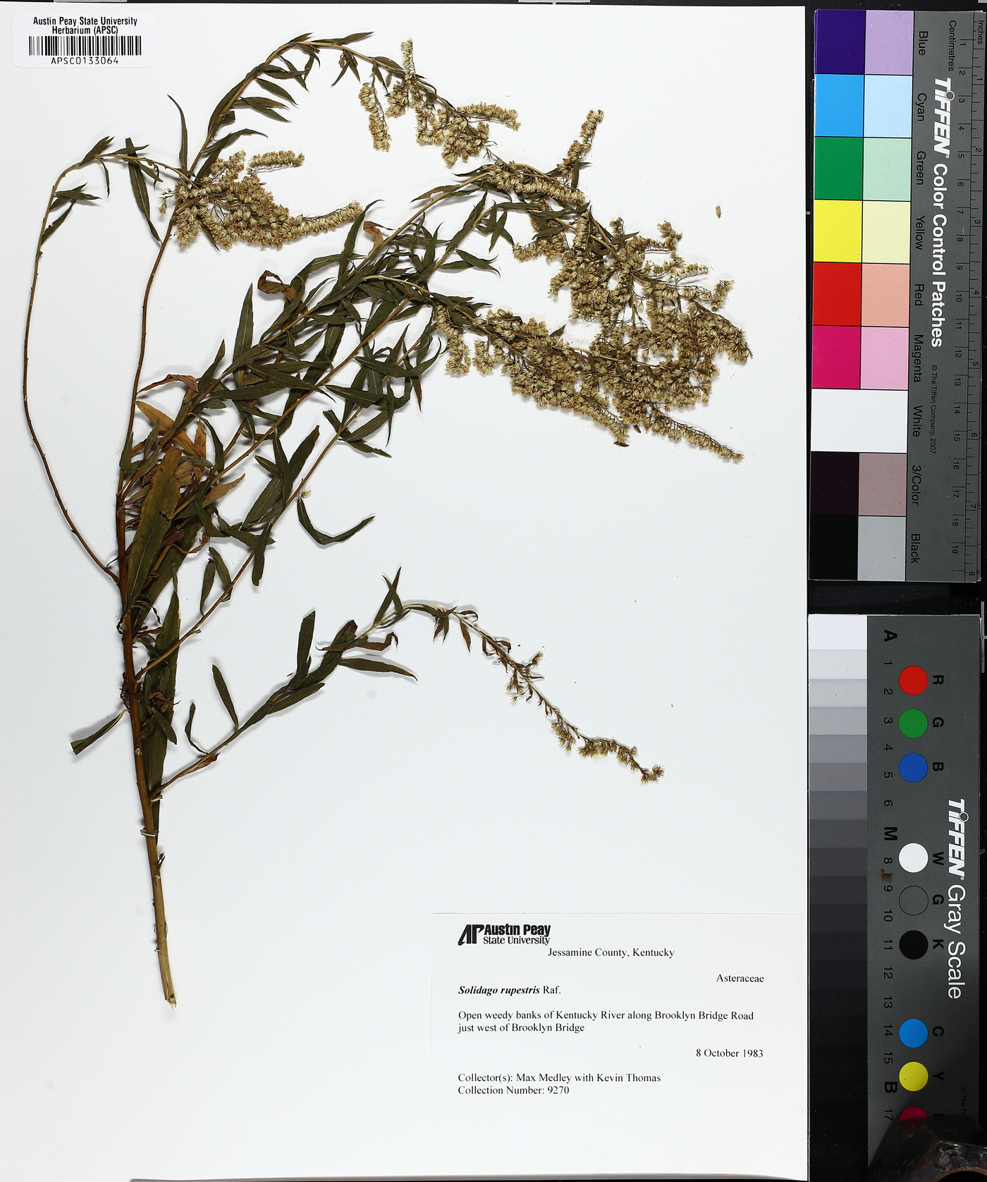 Solidago rupestris image