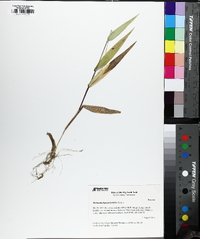 Dichanthelium polyanthes image