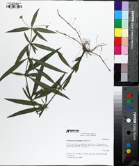 Steironema lanceolatum image