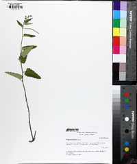 Tragia urticifolia image