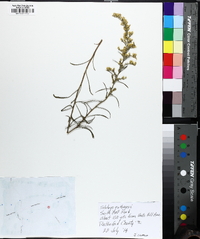 Solidago gattingeri image