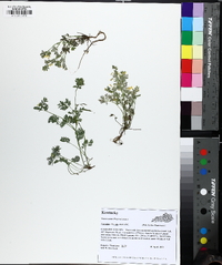 Corydalis flavula image