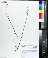 Mummenhoffia alliacea image
