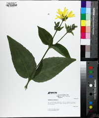 Silphium perfoliatum image