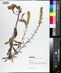 Solidago erecta image