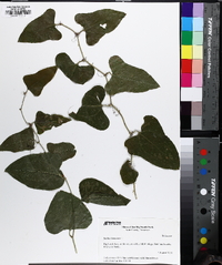 Smilax bona-nox image