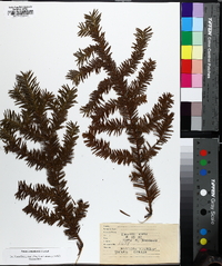 Taxus canadensis image