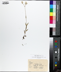 Silene vulgaris image