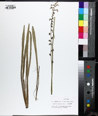 Lobelia paludosa image