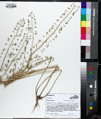 Mummenhoffia alliacea image