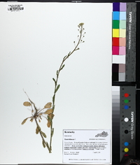 Mummenhoffia alliacea image