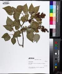 Syringa vulgaris image