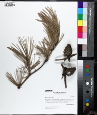 Pinus echinata image