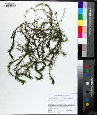 Hydrilla verticillata image