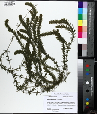 Hydrilla verticillata image