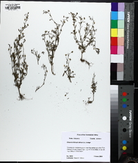 Chaenorhinum minus image