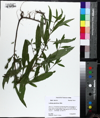 Ludwigia glandulosa image