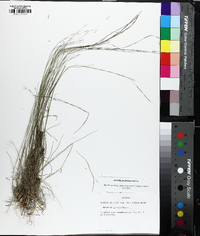 Aristida purpurascens image