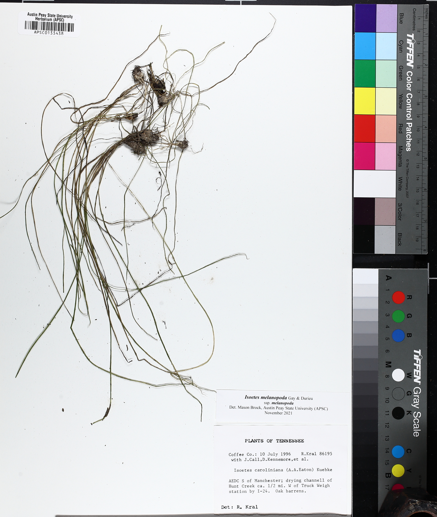 Isoëtes melanopoda subsp. melanopoda image