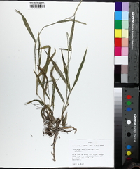 Paspalum pubiflorum image