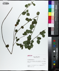 Desmodium lineatum image