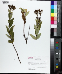 Hypericum nudiflorum image