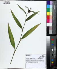 Tradescantia subaspera image