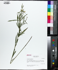 Steironema quadriflorum image