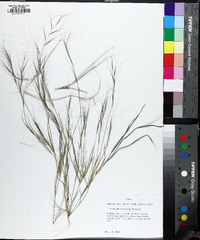 Aristida oligantha image