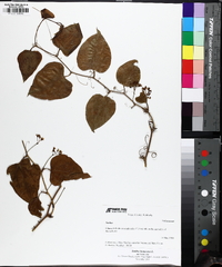 Smilax bona-nox image