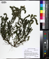 Hydrilla verticillata image