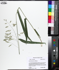 Leersia lenticularis image