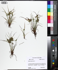 Cyperus squarrosus image