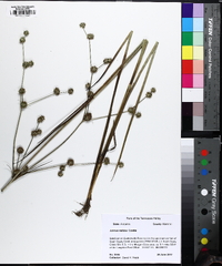 Juncus validus image