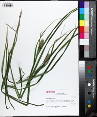 Carex typhina image