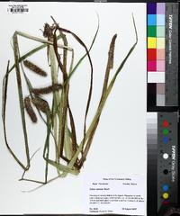 Carex comosa image