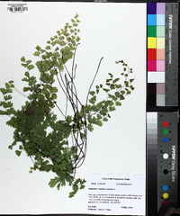 Adiantum capillus-veneris image