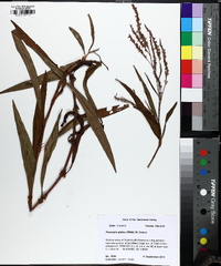 Persicaria densiflora image