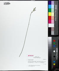 Polygala incarnata image